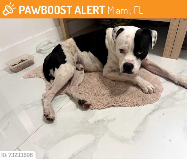 Found/Stray Male Dog last seen loandepot park, Miami, FL 33125