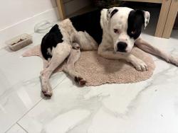 Found/Stray Male Dog last seen loandepot park, Miami, FL 33125