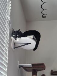 Lost Male Cat last seen Robin ave, Visalia, CA 93291