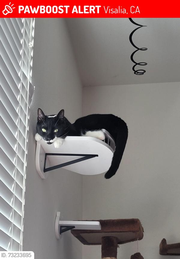 Lost Male Cat last seen Robin ave, Visalia, CA 93291