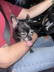 Reunited Male Dog last seen Kenneth Ave and Madison Ave, Fair Oaks, CA 95628