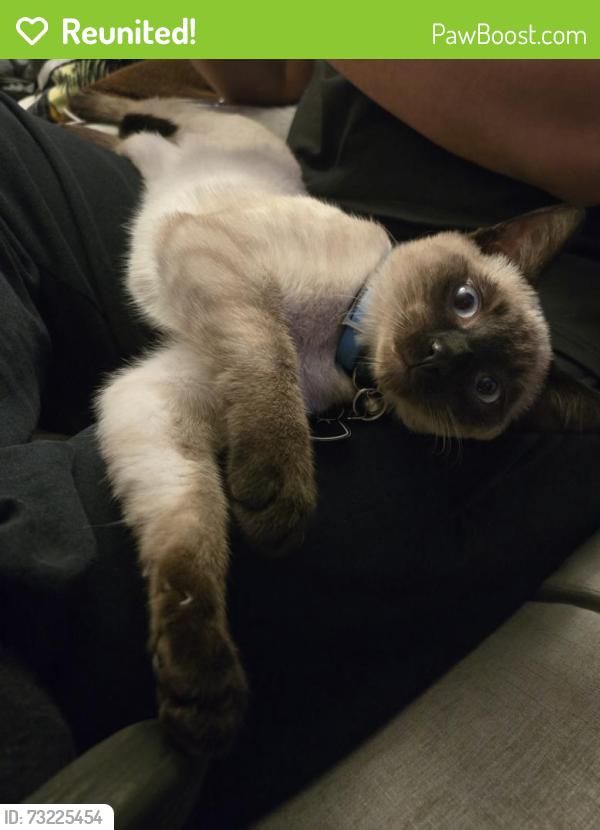 Reunited Male Cat last seen Newton and Bennington, Kansas City, MO 64119