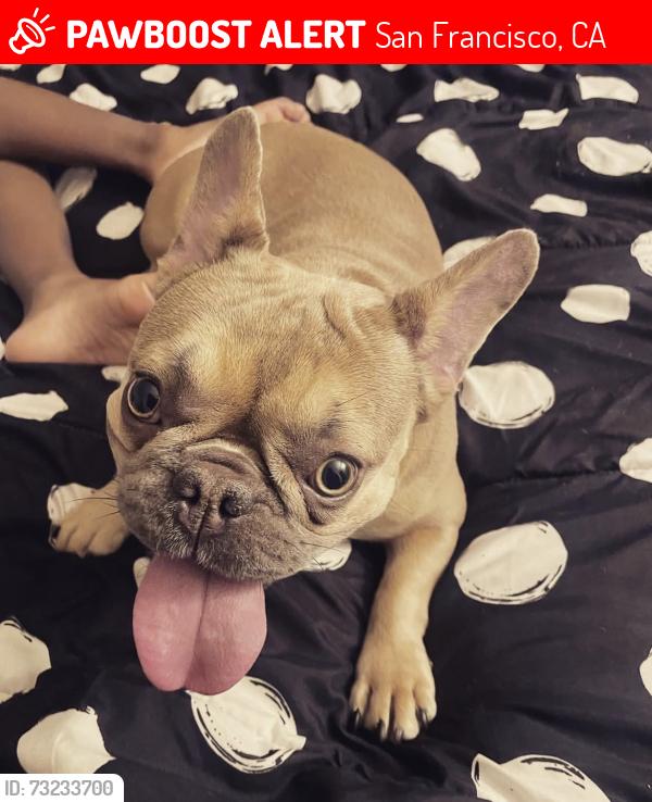 Lost Female Dog last seen Broadway, San Francisco, CA 94115