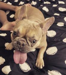 Lost Female Dog last seen Broadway, San Francisco, CA 94115