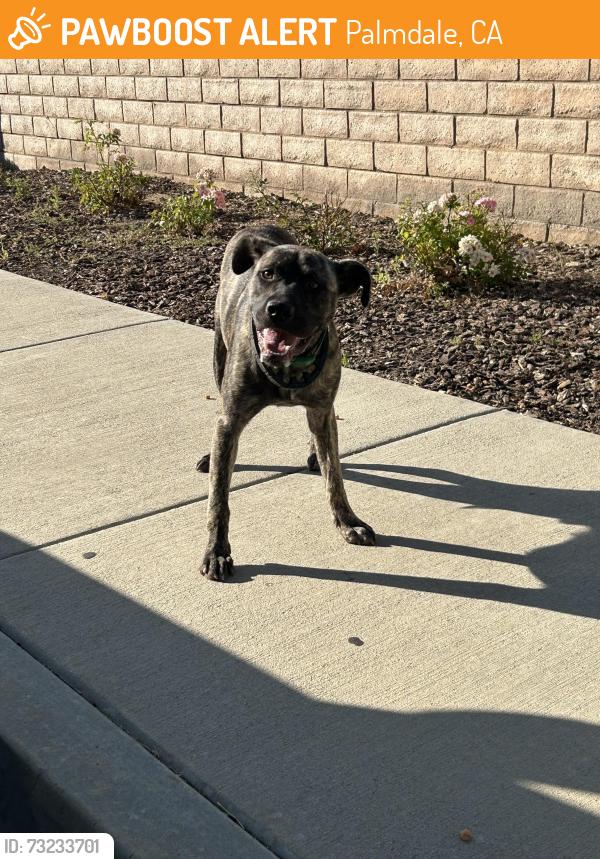 Found/Stray Male Dog last seen Anaverde, Palmdale, CA 93350