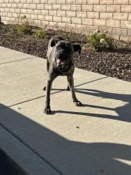 Found/Stray Male Dog last seen Anaverde, Palmdale, CA 93350