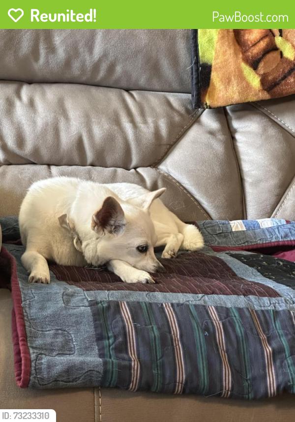 Reunited Female Dog last seen Arlington Ln and General Lee Ln, Rosenberg, TX 77469