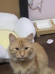 Lost Male Cat last seen Quintana Rd, San Antonio, TX 78211