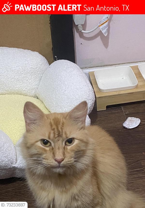 Lost Male Cat last seen Quintana Rd, San Antonio, TX 78211