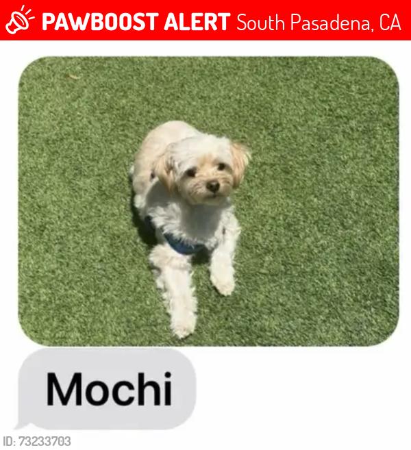 Lost Male Dog last seen Orange Grove and Monterey, South Pasadena, CA 91030