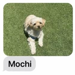 Lost Male Dog last seen Orange Grove and Monterey, South Pasadena, CA 91030