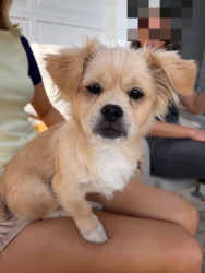Reunited Male Dog last seen Rose Avenue x Cambridge Street, Orange, CA 92867