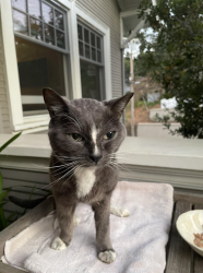 Reunited Unknown Cat last seen Pennsylvania & Glen Ridge Aves, Los Gatos, Los Gatos, CA 95030