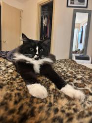 Lost Male Cat last seen Briarwood Circle mount vernon, Mount Vernon, WA 98273