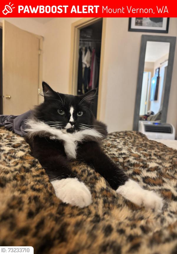 Lost Male Cat last seen Briarwood Circle mount vernon, Mount Vernon, WA 98273