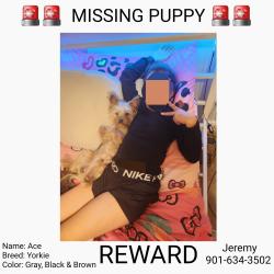 Lost Male Dog last seen Andrews Road & Kirby Whitten Road, Bartlett, TN 38135