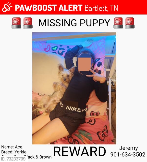 Lost Male Dog last seen Andrews Road & Kirby Whitten Road, Bartlett, TN 38135