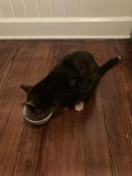 Reunited Female Cat last seen Traphagen and Wales, Massillon, OH 44646