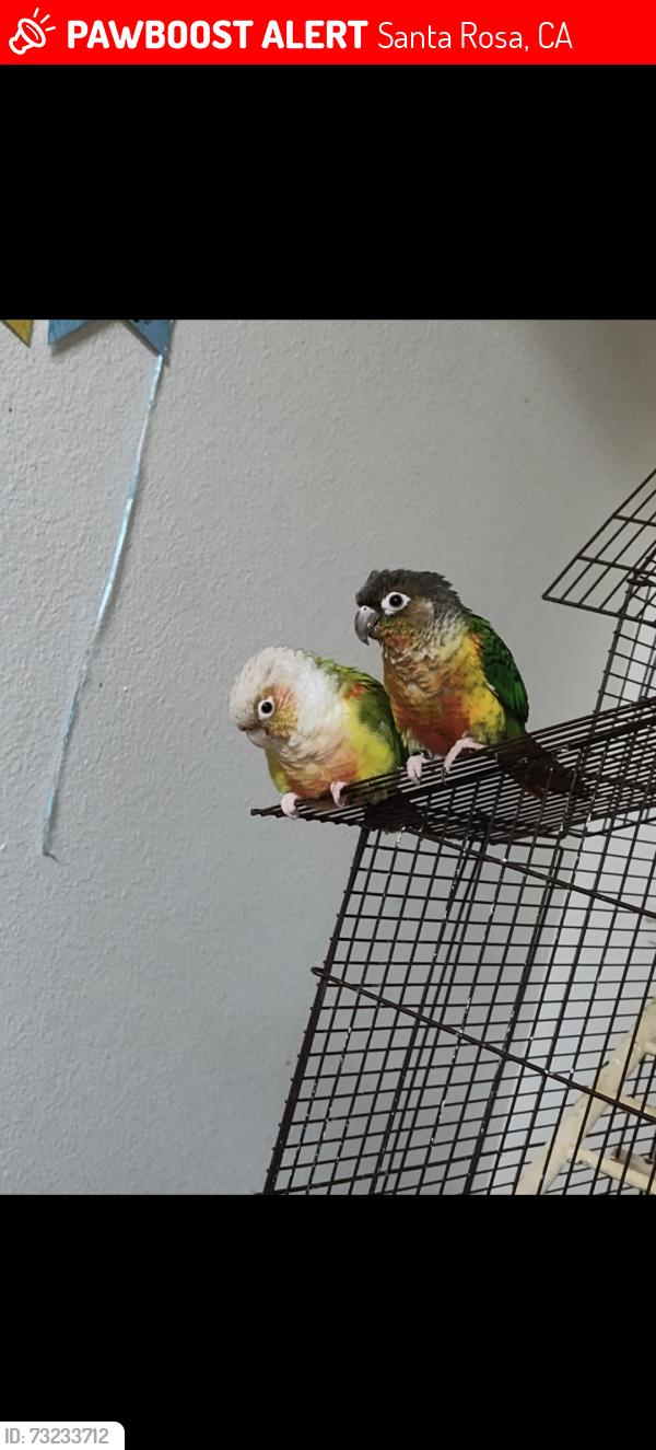 Lost Female Bird last seen Zinfandel ave , Santa Rosa, ca, Santa Rosa, CA 95403