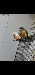 Lost Female Bird last seen Zinfandel ave , Santa Rosa, ca, Santa Rosa, CA 95403