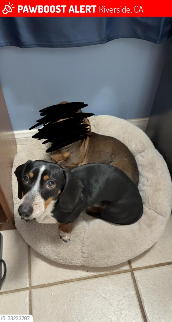 Lost Male Dog last seen Victoria/High/Pleasnt/Prospect, Riverside, CA 92507