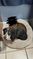 Lost Male Dog last seen Victoria/High/Pleasnt/Prospect, Riverside, CA 92507