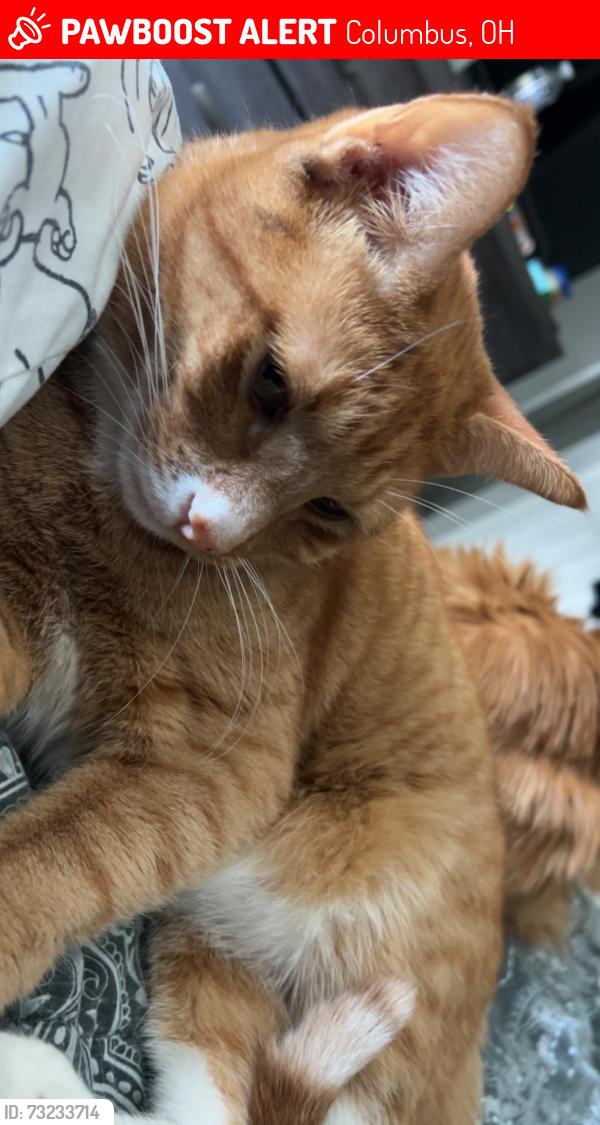 Lost Male Cat last seen Westport Road Columbus OH, Columbus, OH 43228