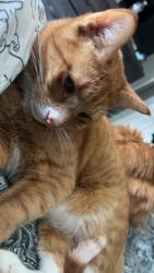 Lost Male Cat last seen Westport Road Columbus OH, Columbus, OH 43228