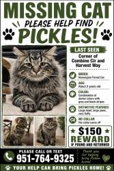 Lost Male Cat last seen Harvest way and Combine circle, Wildomar, CA 92595
