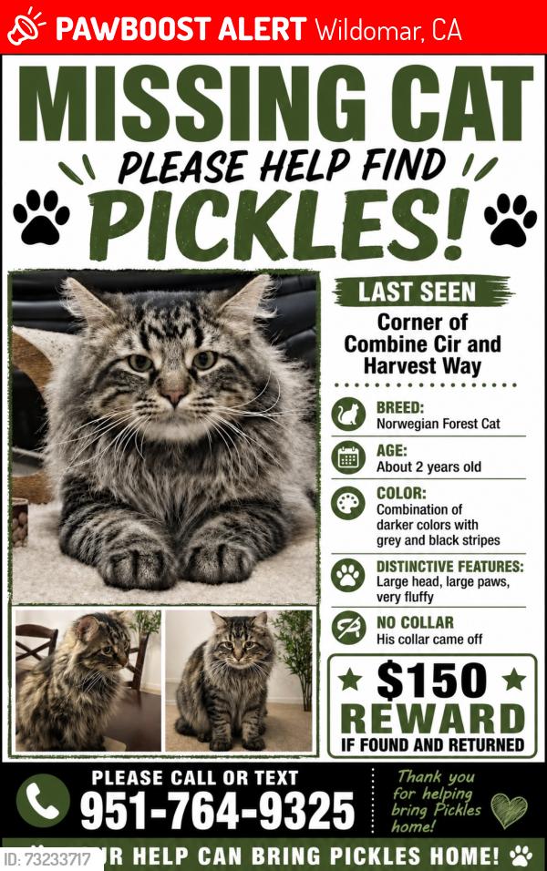 Lost Male Cat last seen Harvest way and Combine circle, Wildomar, CA 92595