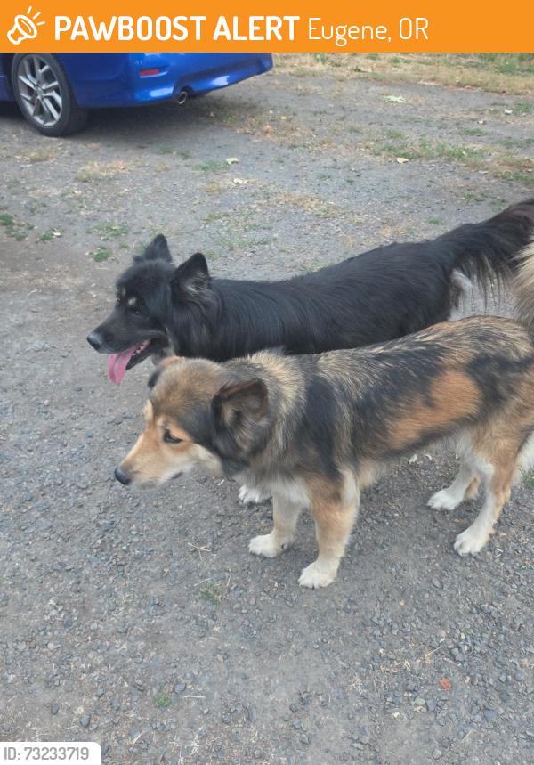Found/Stray Female Dog last seen N Terry St Eugene Oregon, Eugene, OR 97402