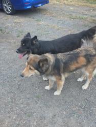 Found/Stray Female Dog last seen N Terry St Eugene Oregon, Eugene, OR 97402