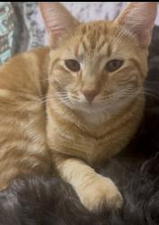 Reunited Female Cat last seen President Ave, North Highlands, CA 95660, USA, North Highlands, CA 95660