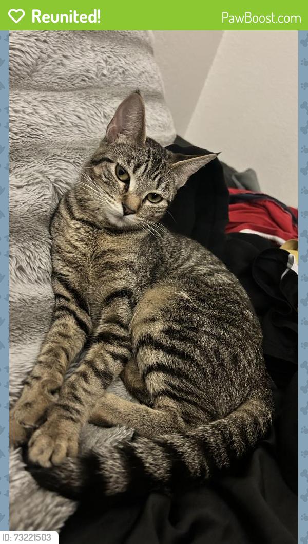 Reunited Female Cat last seen symington way st, Sacramento, CA 95829