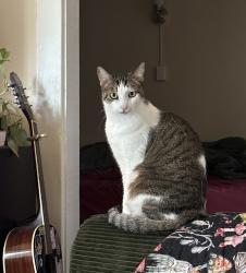 Reunited Female Cat last seen Eastlake Ave E & galer at, Seattle, WA 98102
