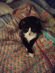 Lost Female Cat last seen Near the dog park, Elsmere, DE 19805
