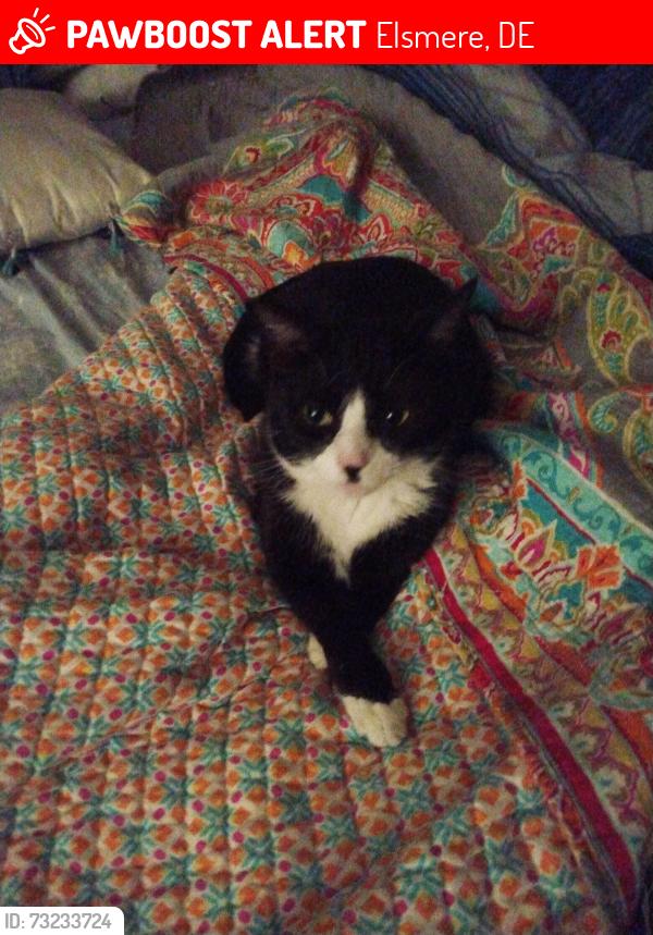 Lost Female Cat last seen Near the dog park, Elsmere, DE 19805