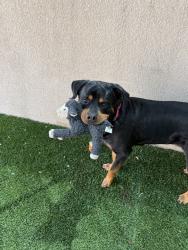 Shelter Stray Female Dog last seen Near Uvas Street, San Diego, CA, 92102, 5500 Gaines St, San Diego, CA 92110, USA
