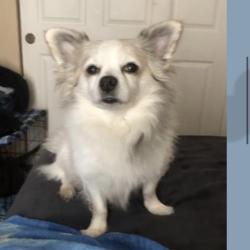 Reunited Male Dog last seen Hogan meadows, Gresham, OR 97080