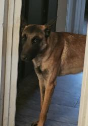 Reunited Male Dog last seen Panther Avenue & Chamberlain, Adelanto, CA 92301