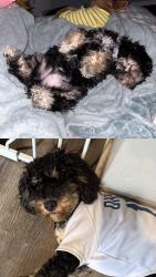 Reunited Male Dog last seen Near Weber St, Pomona, CA 91768, USA, Pomona, CA 91768