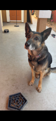 Reunited Female Dog last seen Del pasó heights, Sacramento, CA 95838