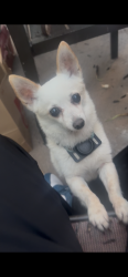 Lost Male Dog last seen La Pat Place, Westminster, CA 92683