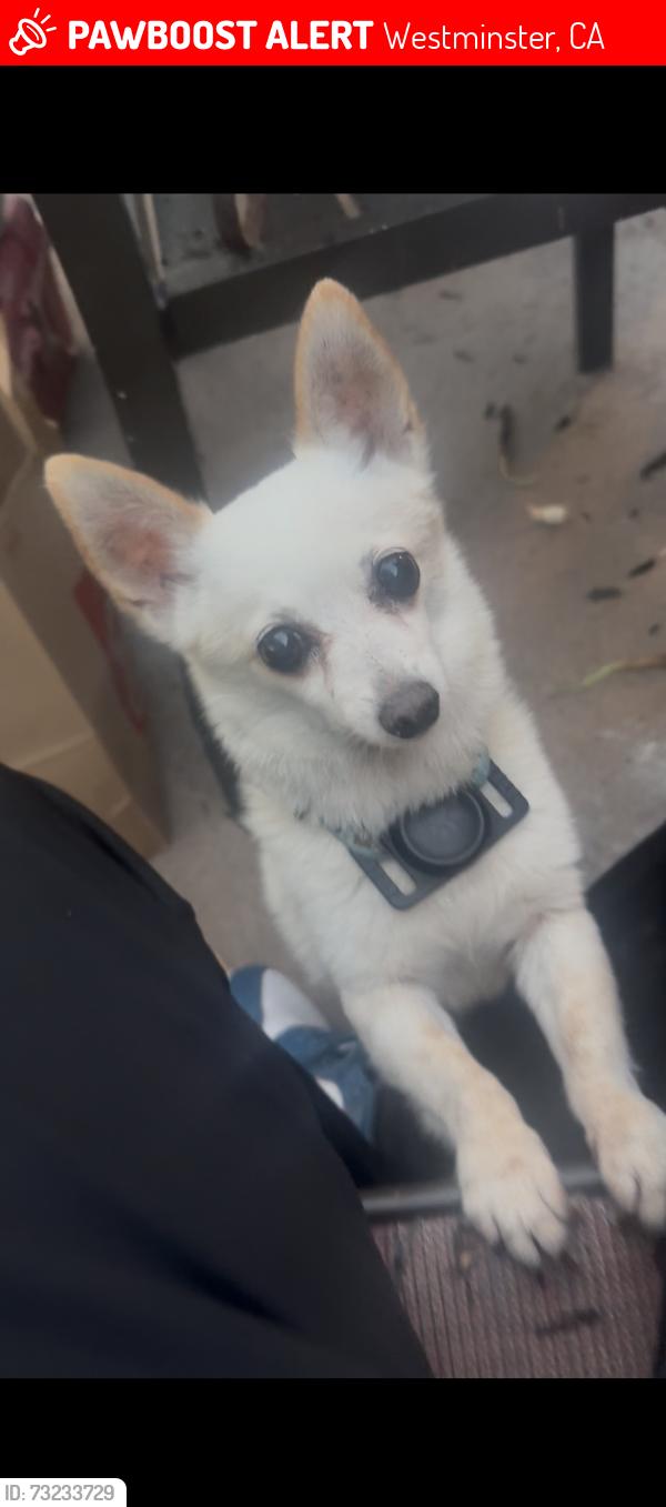 Lost Male Dog last seen La Pat Place, Westminster, CA 92683