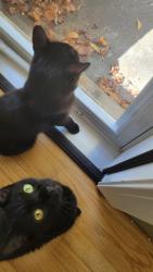 Lost Male Cat last seen Rockside rd, Seven Hills, OH 44131