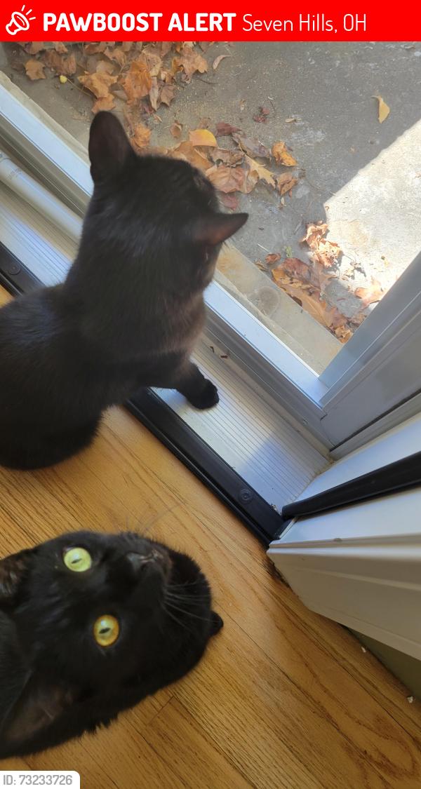 Lost Male Cat last seen Rockside rd, Seven Hills, OH 44131