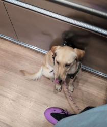 Reunited Female Dog last seen Monterey and Lewis, San Jose, CA 95111