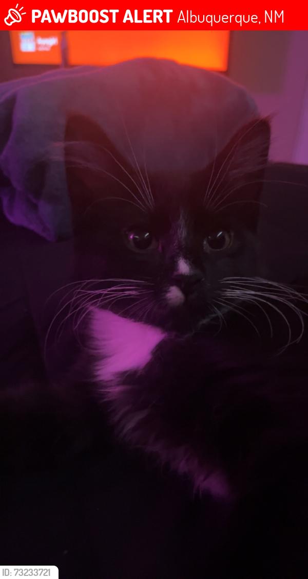 Lost Male Cat last seen smiths, dollar tree, pizza 9, Albuquerque, NM 87105