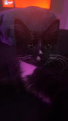 Lost Male Cat last seen smiths, dollar tree, pizza 9, Albuquerque, NM 87105