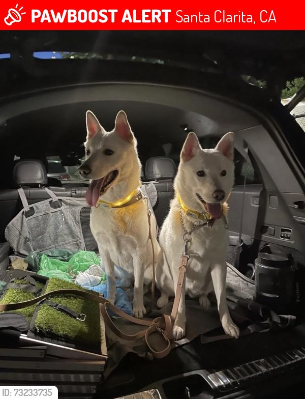 Lost Male Dog last seen Jake way, Santa Clarita, CA 91387